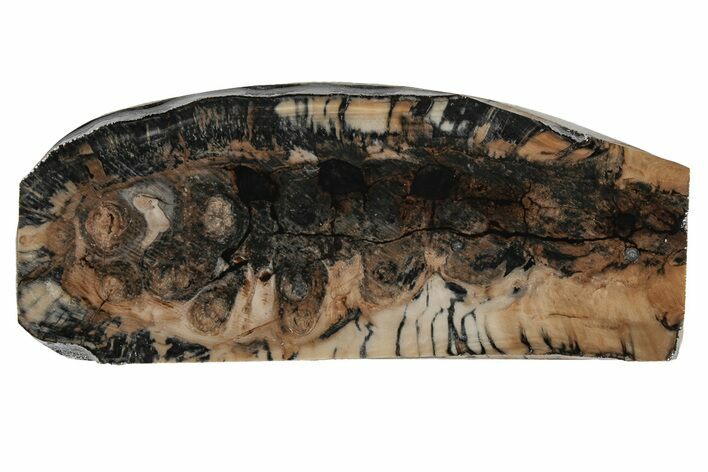 Fossil Mammoth Molar Slab - Siberia #215384